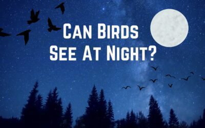 Can Birds See At Night? Unique Anatomy Of Bird’s Eye